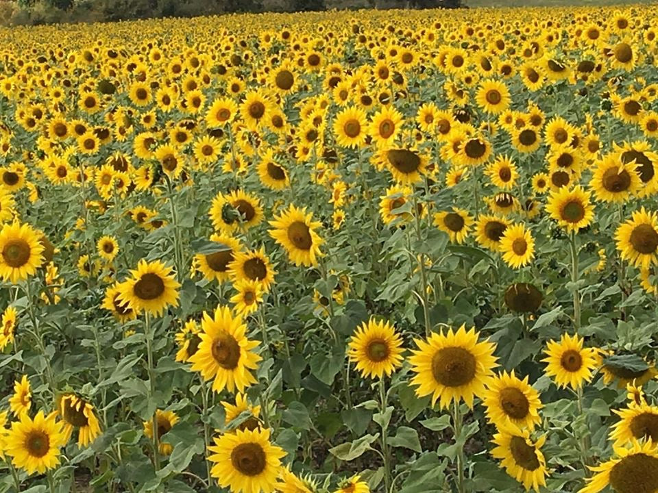 An afternoon with sunflowers