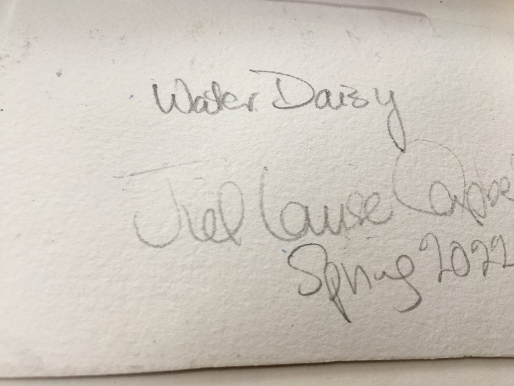 ‘Water Daisy’ original