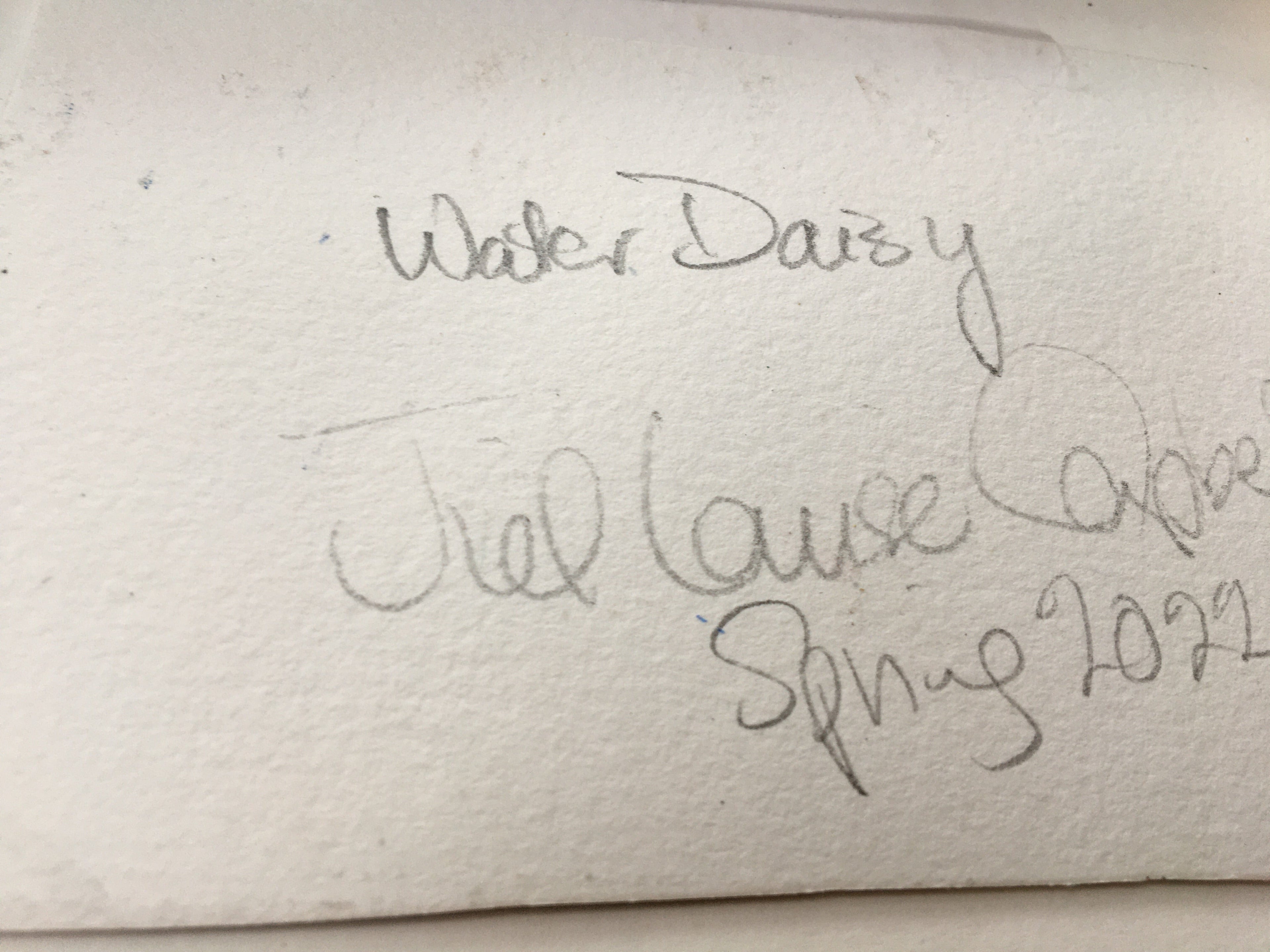 ‘Water Daisy’ original